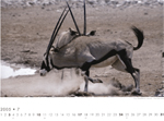 Oryx, Etosha-Pfanne, Namibia. Foto: André Schär