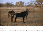 Rappenantilopen, Namibia. Foto: André Schär