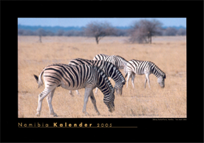 Zebras, Etosha-Pfanne, Namibia. Foto: André Schär. Titelblatt des Namibia-Kalenders